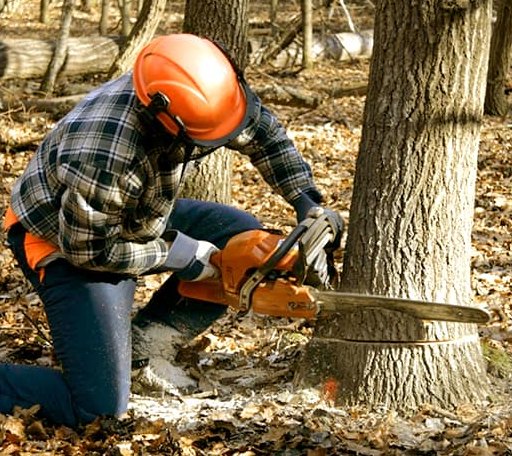 Tree Removal in Brookesmith, TX